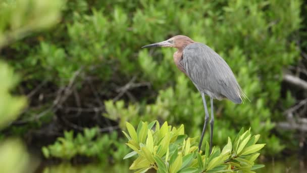 Torre Avermelhada Ramo Bush Nome Científico Egretta Rufescens — Vídeo de Stock