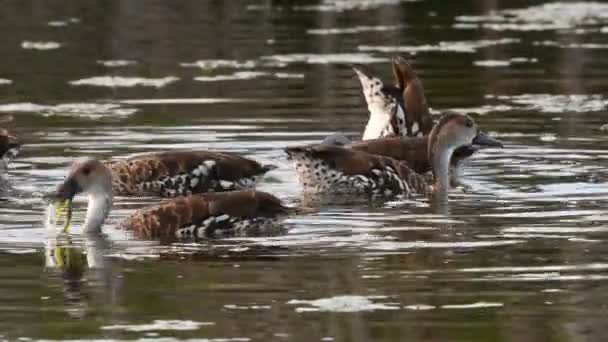 West Indian Whistling Duck Scientific Name Dendrocygna Arborea Pato Silbante — Vídeo de stock