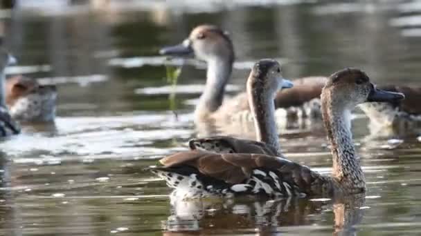 West Indian Whistling Duck Scientific Name Dendrocygna Arborea Black Billed — Stock Video