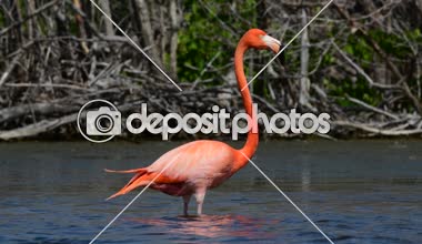 Yetişkin ve çocuk Amerikan flamingo. Amerikan flamingo veya Karayip flamingo, bilimsel adı: Phoenicopterus ruber. 4k