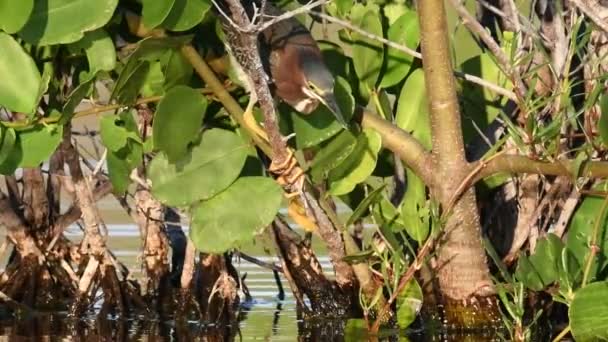 Green Heron Fishing Slow Motion Green Heron Scientific Name Butorides — Stock Video