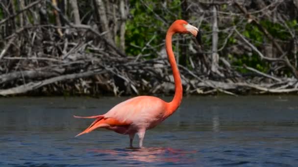 Ενηλίκων Και Ανηλίκων Αμερικανική Flamingo Αμερικανικό Φλαμίνγκο Καραϊβικής Φλαμίνγκο Επιστημονικό — Αρχείο Βίντεο