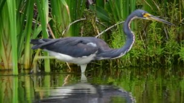 Tricolored Heron balıkçılık gölet üzerinde. Ağır çekim. Yetişkin tricolored balıkçıl, Kuzey Amerika'da Louisiana veya küçük balıkçıl olarak bilinen balık tutuyor. Tricolored Heron bilimsel adı: Egretta üç renkli.