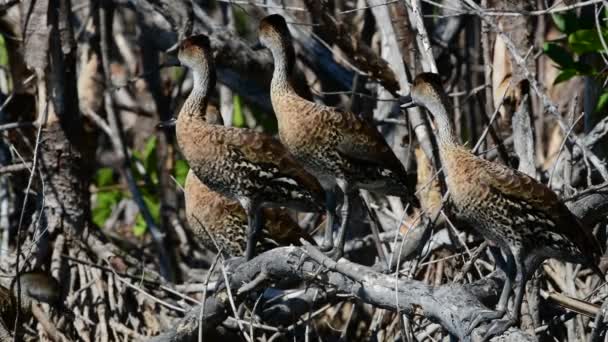 West Indian Whistling Ducks Sitting Water Branch Tree Scientific Name — Stock Video