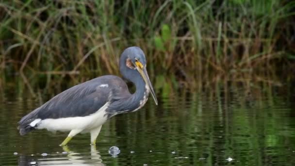 Tricolored Heron Fishing Pond Slow Motion Adult Tricolored Heron Fishing — Stock Video