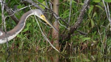Tricolored Heron balıkçılık gölet üzerinde. Ağır çekim. Yetişkin tricolored balıkçıl, Kuzey Amerika'da Louisiana veya küçük balıkçıl olarak bilinen balık tutuyor. Tricolored Heron bilimsel adı: Egretta üç renkli.