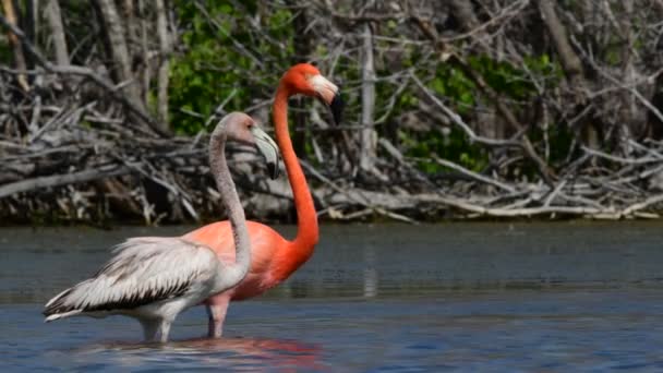 Volwassen Jonge Amerikaanse Flamingo Amerikaanse Flamingo Caribische Flamingo Wetenschappelijke Naam — Stockvideo