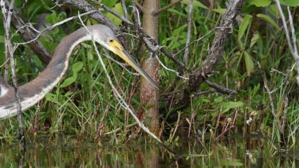 Tricolored Heron Fishing Pond Slow Motion Adult Tricolored Heron Fishing — Stock Video