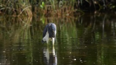Tricolored Heron balıkçılık gölet üzerinde. Yetişkin tricolored heron balıkçılık, Kuzey Amerika'da Louisiana heron olarak bilinen, bir küçük balıkçıl. Tricolored Heron bilimsel adı: Egretta üç renkli. 4k