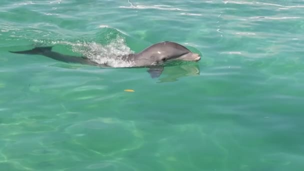 Dolphin Plave Vodě Zpomalený Pohyb Delfín Skákavý Nebo Atlantic Delfín — Stock video