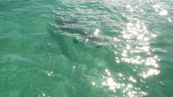 Dauphin Nage Dans Eau Ralenti Dauphin Commun Dauphin Commun Nom — Video