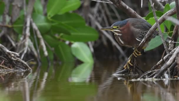 Groene Reiger Hengelsport Een Hinderlaag Wachten Groene Reiger Wetenschappelijke Naam — Stockvideo