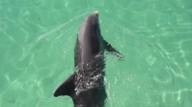 Yunus suda yüzüyor. Ağır çekim. Bayağı şişe burunlu yunus veya Atlantik Şişe burunlu yunus. Bilimsel adı - Tursiops truncatus.