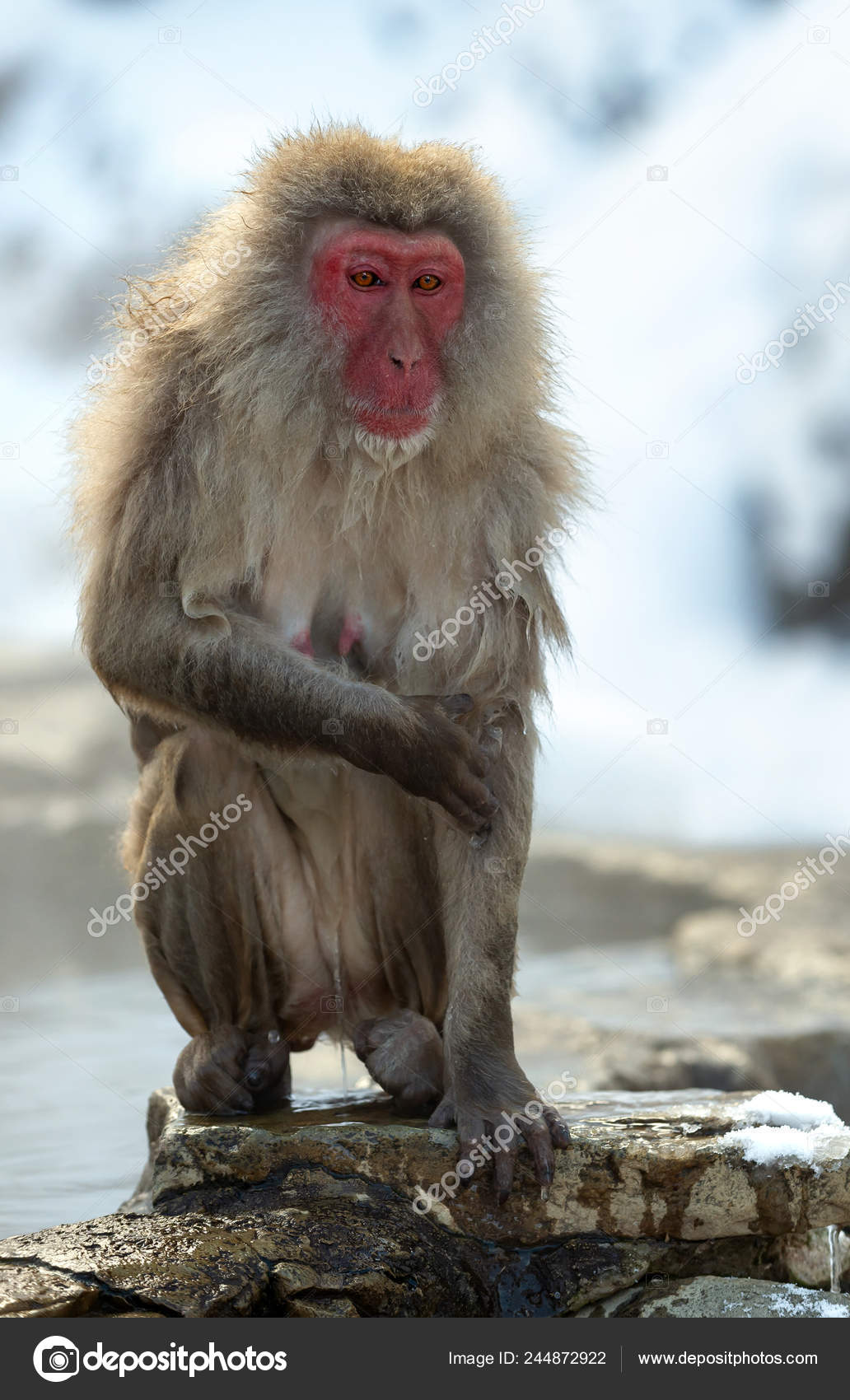 anal-foto-mokrie-i-goryachie-devushek-golishom-chetverenkah