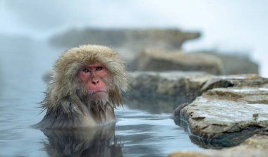Jigokudani hotsprings adlı Japon makak. Japon makak, bilimsel adı: Macaca fuscata, olarak da bilinen kar maymun.