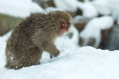 Japon makak kar üzerinde. Kış sezonu. Japon makak, bilimsel adı: Macaca fuscata, olarak da bilinen kar maymun.