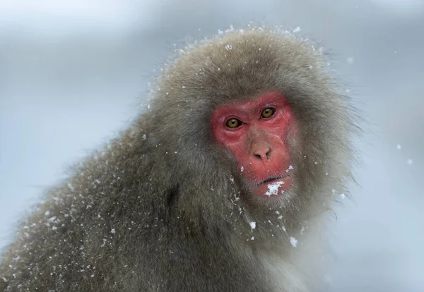 Japán Makákó Japán Makákó Tudományos Neve Macaca Nyert Fuscata Más — Stock Fotó