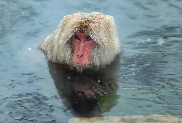 Japanese Macaque Jigokudani Hotsprings Japanese Macaque Scientific Name Macaca Fuscata — Stock Photo, Image