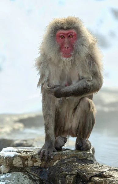 冬季天然温泉的石头上的湿日本猕猴 日本猕猴 科学名称 也被称为雪猴 — 图库照片