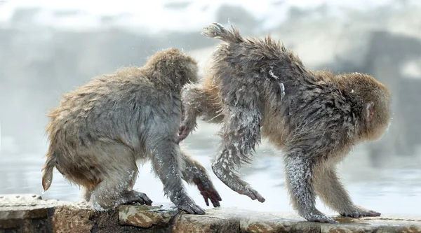 Cubs Japanese Macaque Playing Winter Season Japanese Macaque Scientific Name — Stock Photo, Image