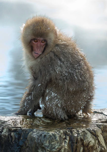 Macaco Japonês Perto Das Fontes Termais Naturais Macaco Japonês Nome — Fotografia de Stock