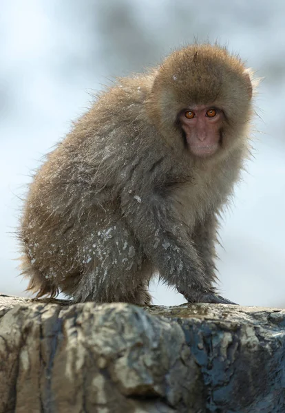 Makak Japoński Pobliżu Naturalnych Gorących Źródeł Japoński Macaque Nazwa Naukowa — Zdjęcie stockowe
