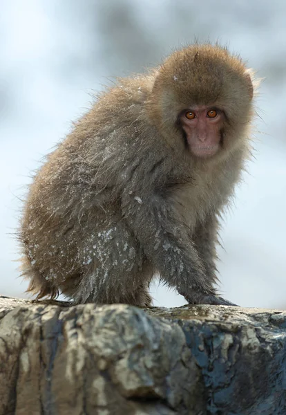 Macaco Japonés Cerca Las Aguas Termales Naturales Macaco Japonés Nombre —  Fotos de Stock