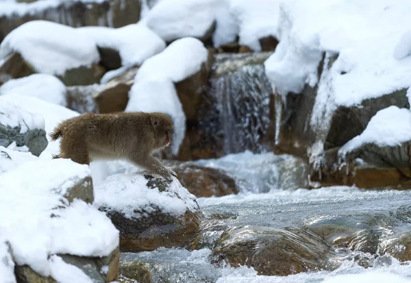 Makak Červenolící Skoku Makak Proskakuje Přírodní Horký Pramen Zimní Sezóna — Stock fotografie