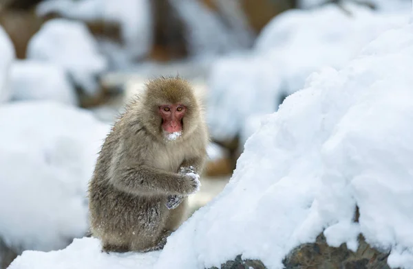雪上的日本猕猴 日本猕猴 科学名称 也被称为雪猴 — 图库照片