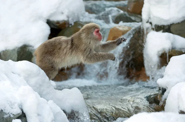 Japanse Makaak Sprong Makaak Springt Door Een Natuurlijke Warmwaterbron Winterseizoen — Stockfoto