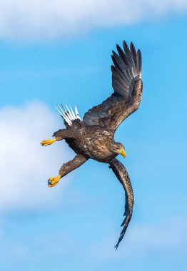Ak kuyruklu kartal uçuş. Yetişkin Ak kuyruklu Kartal, bilimsel adı: Haliaeetus albicilla, olarak da bilinen ern, erne, gri Kartal, Avrasya deniz kartal ve ak kuyruklu deniz-kartal.