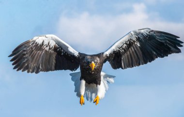 Yetişkin Steller'ın deniz kartal uçuş. Önden görünüm. Steller'ın deniz kartal, bilimsel adı: Haliaeetus pelagicus.