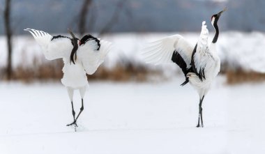 Kırmızı taç vinçler ritüel evlilik dansı. Bilimsel adı: Grus japonensis Japon vinç veya Mançurya vinç, olarak da bilinir, bu büyük bir Doğu Asya vinç.
