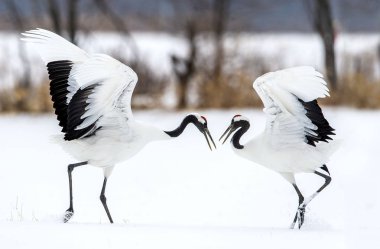 Kırmızı taç vinçler ritüel evlilik dansı. Bilimsel adı: Grus japonensis Japon vinç veya Mançurya vinç, olarak da bilinir, bu büyük bir Doğu Asya vinç.