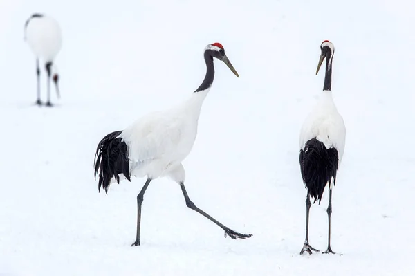 Kırmızı Taç Vinçler Ritüel Evlilik Dansı Bilimsel Adı Grus Japonensis — Stok fotoğraf