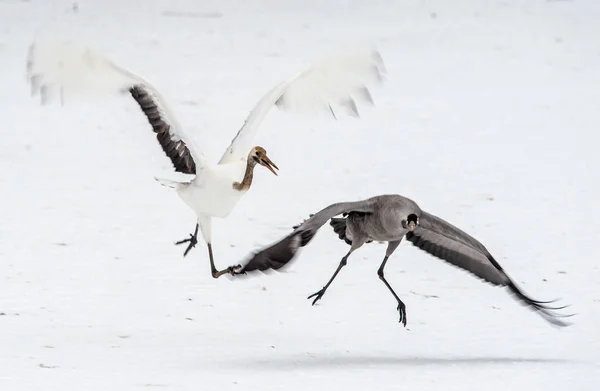 Common Crane Runs Away Japanese Crane Snow White Background Winter — Stock Photo, Image
