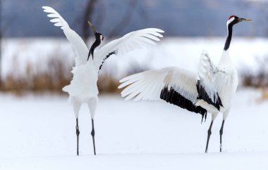 Kırmızı taç vinçler ritüel evlilik dansı. Bilimsel adı: Grus japonensis Japon vinç veya Mançurya vinç, olarak da bilinir, bu büyük bir Doğu Asya vinç.