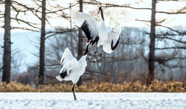 Kırmızı taç vinçler ritüel evlilik dansı. Bilimsel adı: Grus japonensis Japon vinç veya Mançurya vinç, olarak da bilinir, bu büyük bir Doğu Asya vinç.