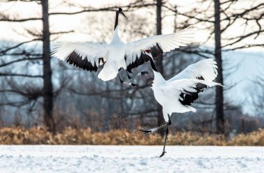 Kırmızı taç vinçler ritüel evlilik dansı. Bilimsel adı: Grus japonensis Japon vinç veya Mançurya vinç, olarak da bilinir, bu büyük bir Doğu Asya vinç.