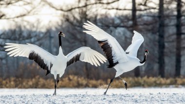 Kırmızı taç vinçler ritüel evlilik dansı. Bilimsel adı: Grus japonensis Japon vinç veya Mançurya vinç, olarak da bilinir, bu büyük bir Doğu Asya vinç.