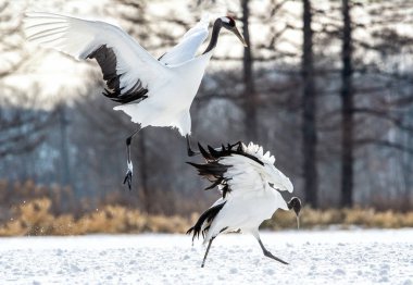 Kırmızı taç vinçler ritüel evlilik dansı. Bilimsel adı: Grus japonensis Japon vinç veya Mançurya vinç, olarak da bilinir, bu büyük bir Doğu Asya vinç.