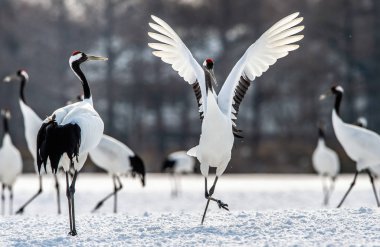The ritual marriage dance of the red-crowned cranes. Scientific name: Grus japonensis, also called the Japanese crane or Manchurian crane, is a large East Asian Crane. clipart