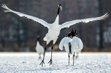 Kırmızı taç vinçler ritüel evlilik dansı. Bilimsel adı: Grus japonensis Japon vinç veya Mançurya vinç, olarak da bilinir, bu büyük bir Doğu Asya vinç.