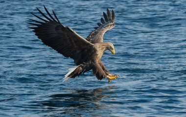 Ak kuyruklu kartal uçuş su üstünde. Yetişkin ak kuyruklu kartal, bilimsel adı: Haliaeetus albicilla, olarak da bilinen ern, erne, gri kartal, Avrasya deniz kartal ve ak kuyruklu deniz-kartal. 