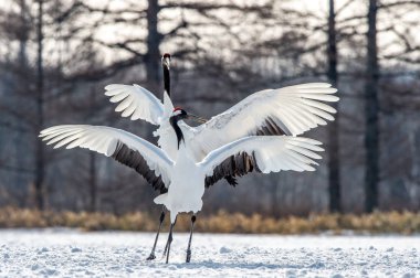 Kırmızı taç vinçler ritüel evlilik dansı. Bilimsel adı: Grus japonensis Japon vinç veya Mançurya vinç, olarak da bilinir, bu büyük bir Doğu Asya vinç.