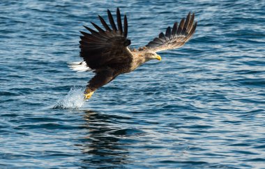 Ak kuyruklu kartal uçuş su üstünde. Yetişkin ak kuyruklu kartal, bilimsel adı: Haliaeetus albicilla, olarak da bilinen ern, erne, gri kartal, Avrasya deniz kartal ve ak kuyruklu deniz-kartal. 