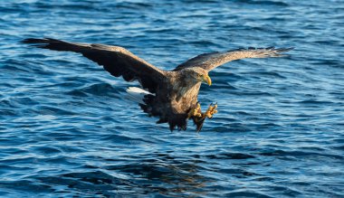 Ak kuyruklu kartal uçuş su üstünde. Yetişkin ak kuyruklu kartal, bilimsel adı: Haliaeetus albicilla, olarak da bilinen ern, erne, gri kartal, Avrasya deniz kartal ve ak kuyruklu deniz-kartal. 