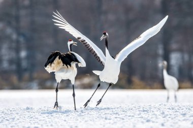 Kırmızı taç vinçler ritüel evlilik dansı. Bilimsel adı: Grus japonensis Japon vinç veya Mançurya vinç, olarak da bilinir, bu büyük bir Doğu Asya vinç.