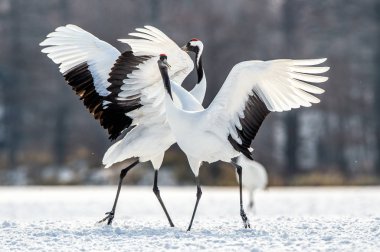 The ritual marriage dance of the red-crowned cranes. Scientific name: Grus japonensis, also called the Japanese crane or Manchurian crane, is a large East Asian Crane. clipart