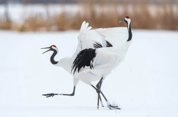 Taniec Rytualny Małżeństwa Mandżurski Żurawie Nazwa Naukowa Grus Japonensis Zwany — Zdjęcie stockowe